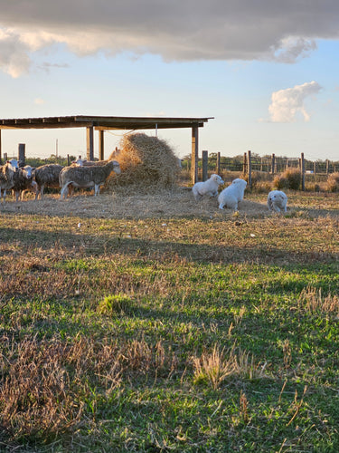 Maremma Puppies Reservation List